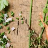 Mélange pour salades*Picard New
